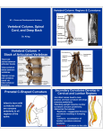 Vertebral Column, Spinal Cord, and Deep Back