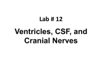 LAB 12 VENTRICLES and CRANIAL NERVES