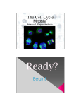 The Cell Cycle - loch on science