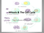 Mitosis and the Cell Cycle PowerPoint