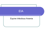 EIA=Equine Infectious Anemia - Dr. Brahmbhatt`s Class Handouts