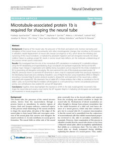 Microtubule-associated protein 1b is required for shaping the neural