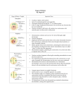 Stages of Mitosis