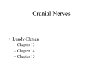 Cranial Nerves