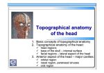 Topographical Anatomy of the Head ENG