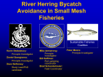 Massachusetts Division of Marine Fisheries