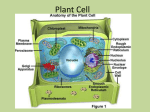 Plant Cell - Effingham County Schools