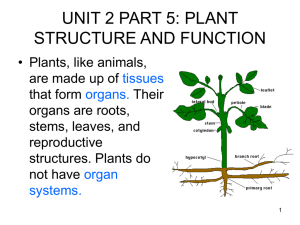 UNIT 2 PART 5 PLANT STRUCTURE AND FUNCTIONhighlighted