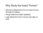 Why Study the Insect Thorax? - Purdue Extension Entomology