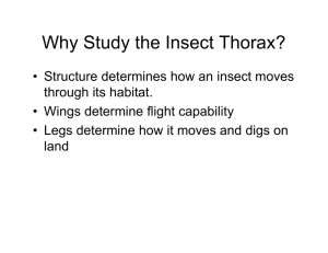 Why Study the Insect Thorax? - Purdue Extension Entomology