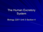 The Human Excretory System - Hicksville Public Schools