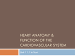 11.1 in Text, Heart Anatomy and Blood Flow PowerPoint