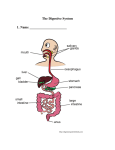 The Digestive System2