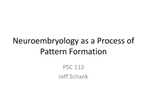 Neuroembryology as a Process of Pattern Formation
