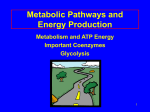 Metabolic Pathways and Energy Production