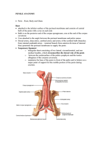 Penile Anatomy