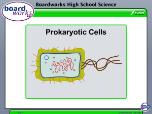 Prokaryotic Cells