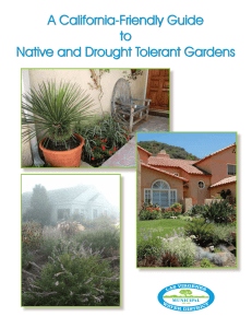 A California-Friendly Guide to Native and Drought Tolerant Gardens