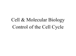 Control of Cell Cycle 2013/14