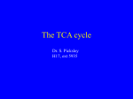 The TCA cycle