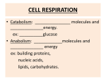 Cell Resp. Power Point Brief SV