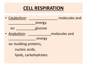 Cell Resp. Power Point Brief SV