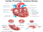 Cardiac Physiology