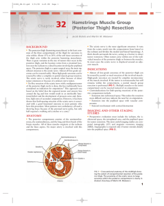 Hamstrings Muscle Group (Posterior Thigh) Resection