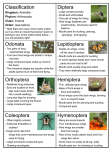 Insect_Ecology_-_Insect_Orders_ID_Sheets