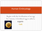 Embryology and Stem Cells