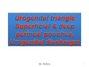 15-Urogenital Traiangle2009-04-20 01:576.7 MB