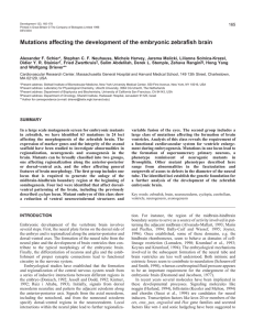 Mutations affecting the development of the embryonic zebrafish brain