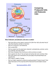 Bio11-Prokaryote vs Eukaryote