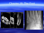 The Foot Powerpoint