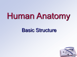 Basic Structure PowerPoint
