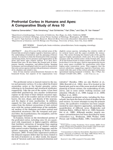 Prefrontal cortex in humans and apes: A comparative study of area 10