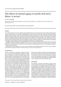 The effects of normal aging on myelin and nerve fibers: A review
