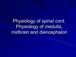 03 Physiology of spinal cord. Physiology of medulla, midbrain and