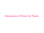 Absorption of Water by Plants