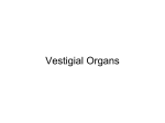Vestigial Organs