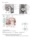 Anterior nuclei