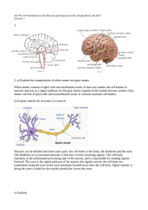 1. 2. a) Explain the compositions of white matter and gray matter