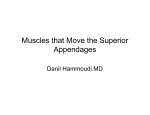 Muscles that Move the Superior Appendages