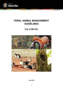 management of feral animals