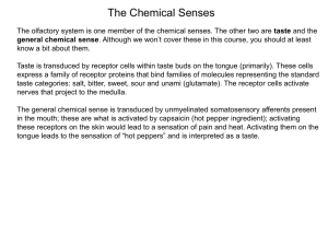 The Olfactory System