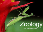 Zoology - Edublogs