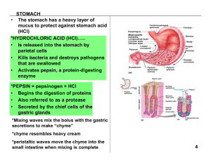 STOMACH 4 • The stomach has a heavy layer of mucus to protect