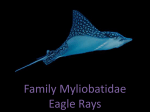 Myliobatidae