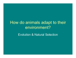 How do animals adapt to their environment?