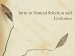 Natural Selection ppt
